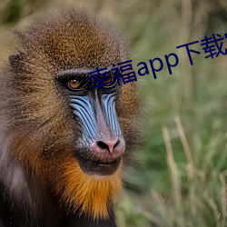 幸福app下载官网入口
