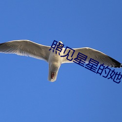 照(照)见(見)星星的(的)她
