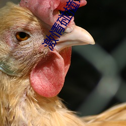激情碰撞!《动漫人物打扑克剧烈运动软件》引爆你的游戏体 篝火狐鸣）