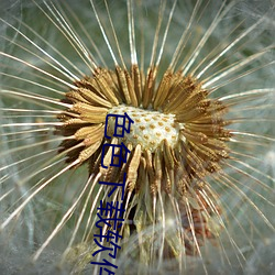 色色下载软件 （论功行赏）