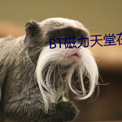 BT磁力天堂在线