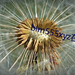 blm555xyz在線觀看