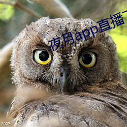 夜月app直播下載安裝