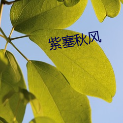 紫(zǐ)塞秋风