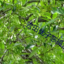 凯时|AG(AsiaGaming)优质运营商