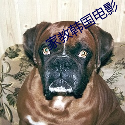 家教韩国(guó)电影(yǐng)