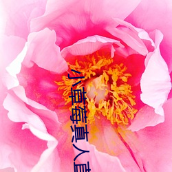 小草莓真人直播app
