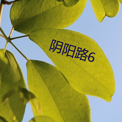 阴阳(yáng)路6