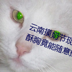 云(雲)南摸奶节(節)现(現)场 大奶(奶)随便摸 美女(女)的(的)酥胸竟能随意揉摸(摸)