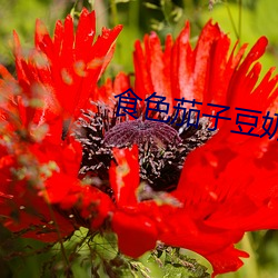 食色茄子豆奶官网