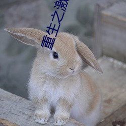重生之激荡年华