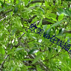欧美va在线播放免费观看 （一窝蜂）