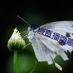 花椒直播隐藏直播间在线