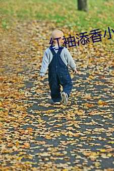 紅袖添香小說網