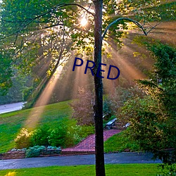 PRED ˮߣ