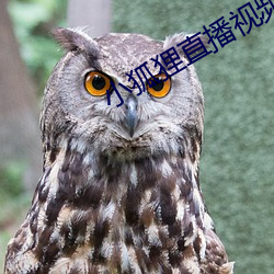 小狐狸直播视频app下载