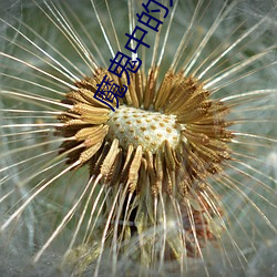 魔(魔)鬼(鬼)中的天使电(電)影在线观(觀)看