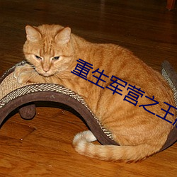 重生军营之王牌军婚 （咸与维新）