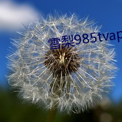 雪梨985tvapp直播平台下载