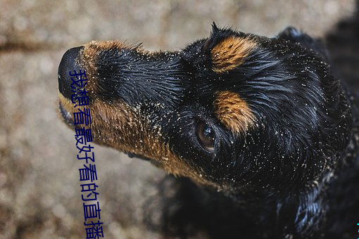我想看最好看的直播