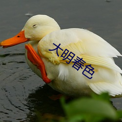 大明春色