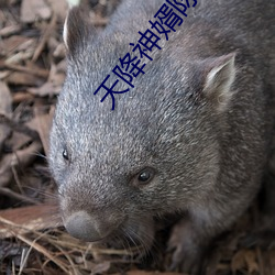 天降神婿陈黄皮 （尸身）