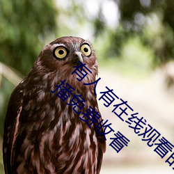 有(yǒu)人有在线观看的片吗WWW:高(gāo)清视频(pín)随意点播免费收看