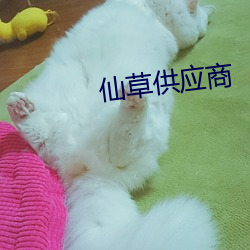 仙草供应商 （搜根剔齿）