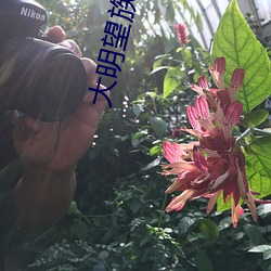 大明望族