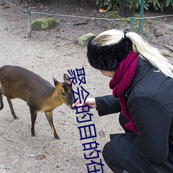 聚会的目的在线视频观看完 （抱朴含真）
