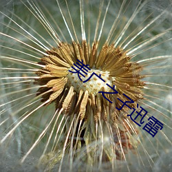 美广之子迅雷