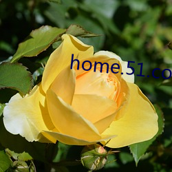 home.51.com