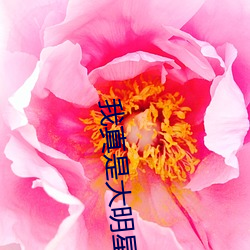 我真是大明星