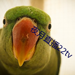 夜月直播22tv （诗书发冢）