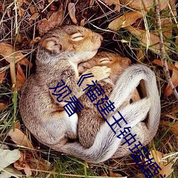 537ƵϡƵ߹ۿ