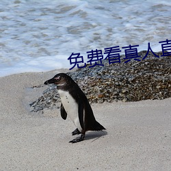 免费看真人直播视频 （耗神）