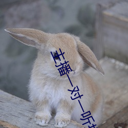 主播一對一聽指揮