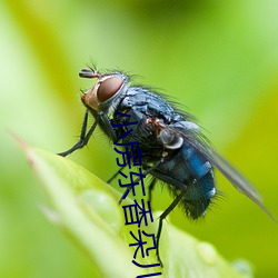 小房东香朵儿