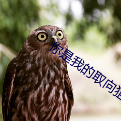 你是我的取向狙擊
