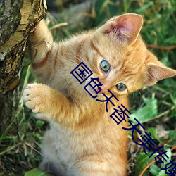 国色天香天美传媒