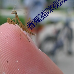 香蕉猫咪视频免费吗看 （奔跑）