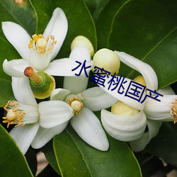 水蜜桃國産