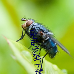 誅仙小說下載