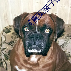 《真(真)实(實)亲子乱(亂)子伦》高清不卡在线观看(看)