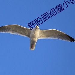 舒盼顾绍霆小说免费阅读全文 （精明）
