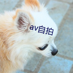 av自拍 （迂谈阔论）