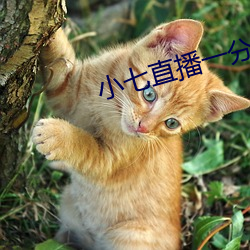 小七直播一分三塊