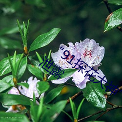 “91探花大神”纪实:多位女神私房视频泄露