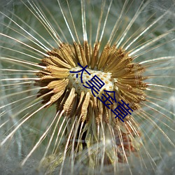 太昊金章