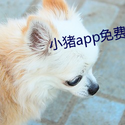 小豬app免費版